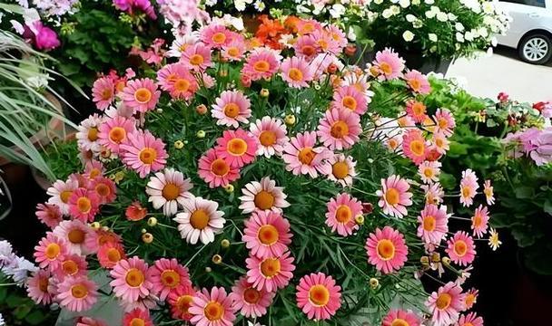 玛格丽特花的冬季养护-第2张图片-绿意生活