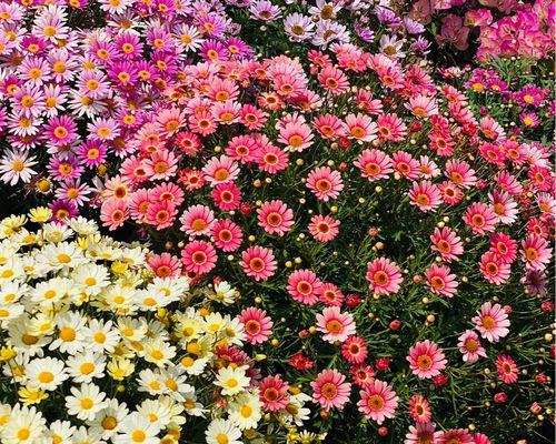 玛格丽特花的冬季养护-第3张图片-绿意生活