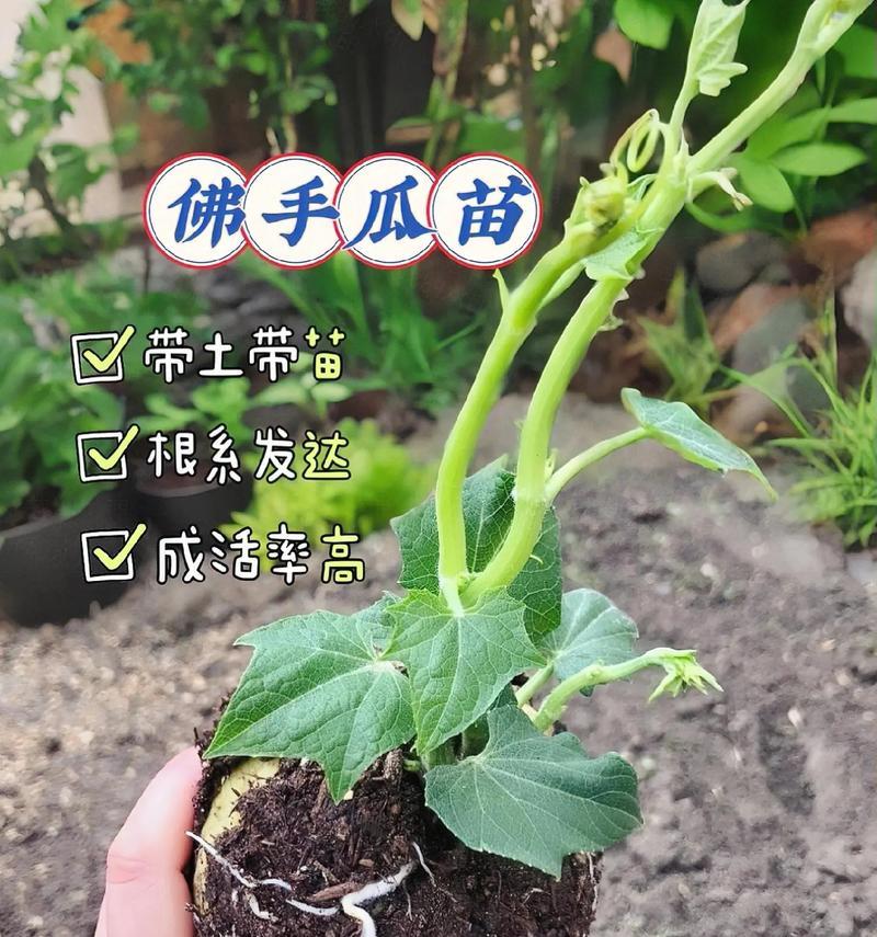 佛手瓜的种植和养护（在花盆里也可以轻松种植）-第1张图片-绿意生活