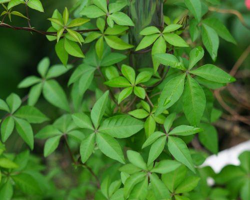 探秘爬藤植物的种类和生长习性（从挂墙到攀岩，看看它们在生态系统中扮演的角色）-第1张图片-绿意生活