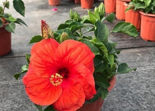 如何制作高效的扶桑花土？（掌握正确的配制方法，让你的扶桑花茁壮成长）-第1张图片-绿意生活