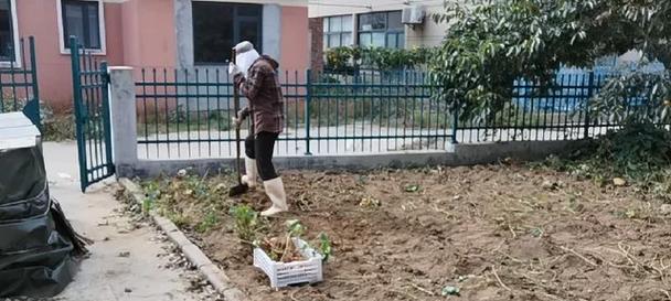 地瓜的收获季节（了解地瓜的生长周期及收获时间）-第2张图片-绿意生活