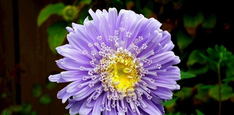 探秘令人心醉的春日花海——浅谈雏菊属植物的种类与特点（雏菊的科属、特征及在生态学中的作用）-第3张图片-绿意生活