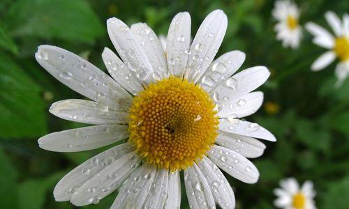 探秘令人心醉的春日花海——浅谈雏菊属植物的种类与特点（雏菊的科属、特征及在生态学中的作用）-第2张图片-绿意生活
