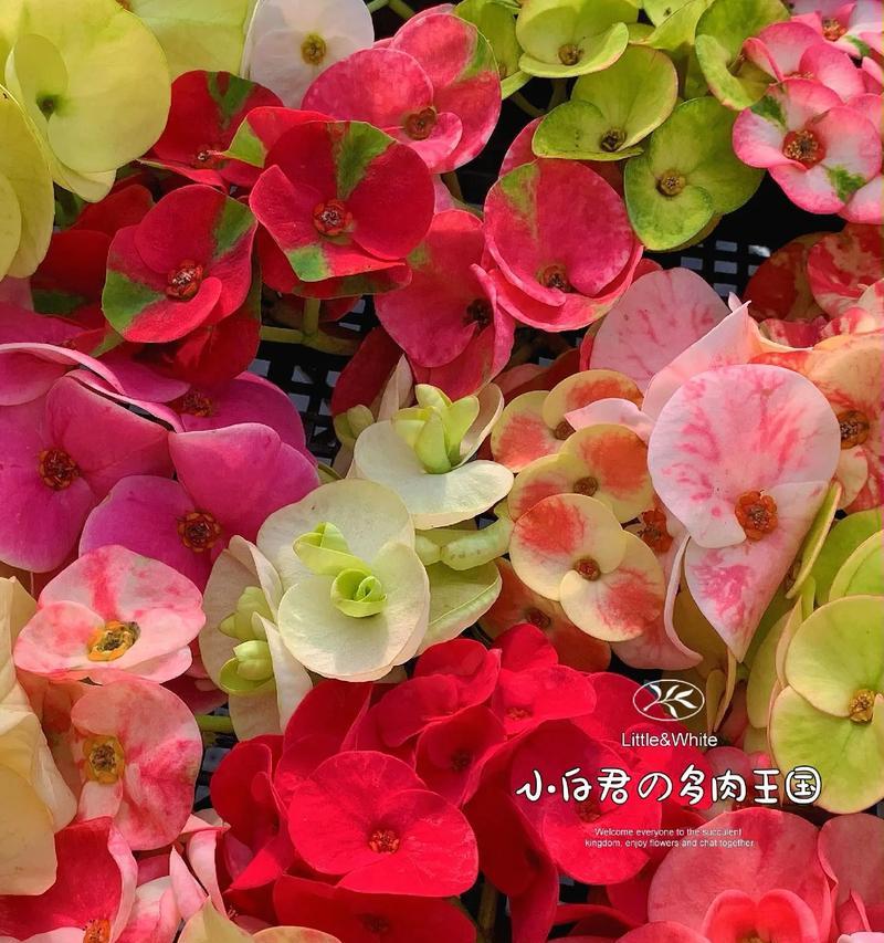 多肉浇水的正确方法（浇水注意事项及技巧）-第2张图片-绿意生活