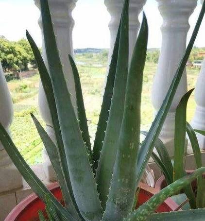 在房间里种植什么植物好？（15种植物推荐，打造自己的绿色空间）-第1张图片-绿意生活
