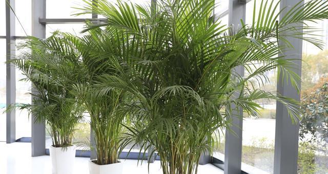 在房间里种植什么植物好？（15种植物推荐，打造自己的绿色空间）-第3张图片-绿意生活