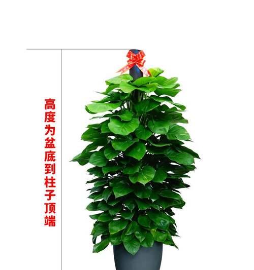绿萝在办公室的适用性（为什么办公室适合放置绿萝？）-第3张图片-绿意生活