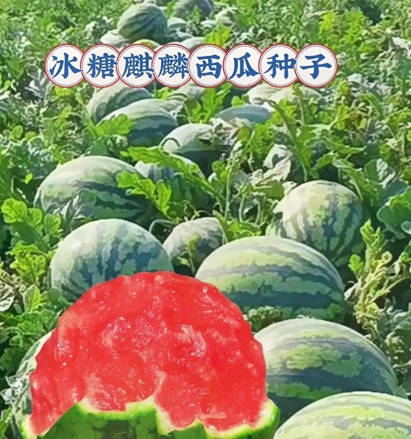 探寻8424西瓜的产地（品尝美味，寻找源头）-第3张图片-绿意生活