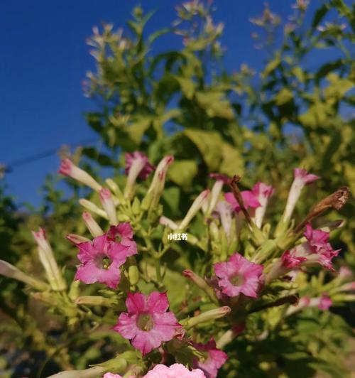 花烟草花期全解析（探究花烟草花期的变化规律，了解其生长周期）-第3张图片-绿意生活