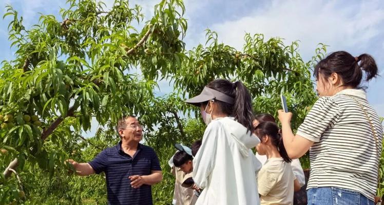 种植时间与生长周期影响桃树生长的研究（桃树生长的关键因素和栽培技巧）-第3张图片-绿意生活