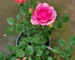 肯特公主月季的优缺点（一款值得入手的高级月季花品种）-第2张图片-绿意生活