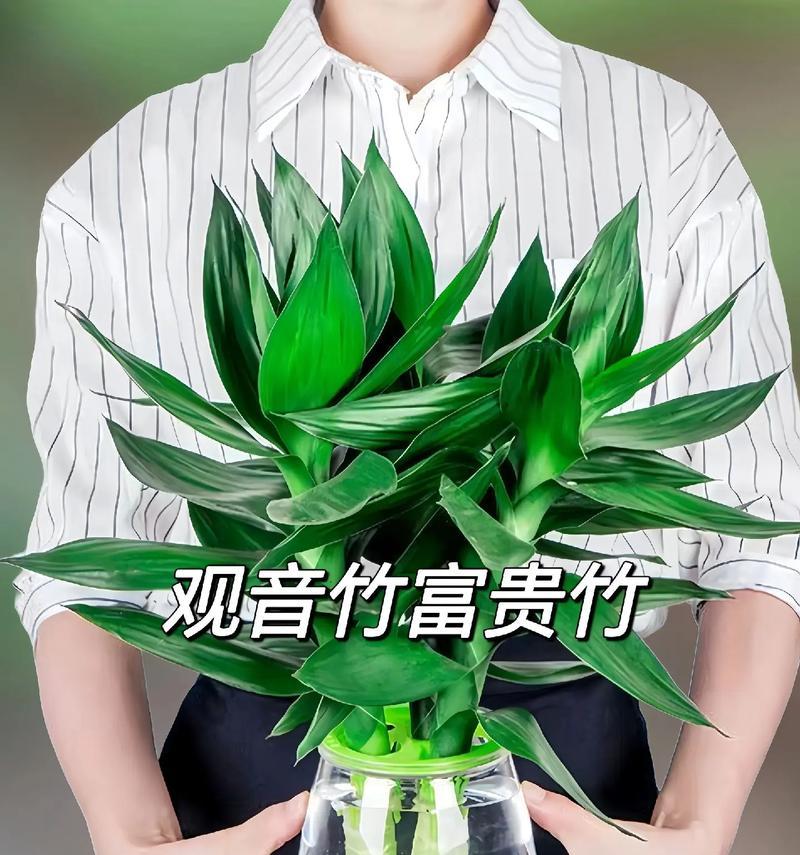 富贵竹的水分管理（春夏秋冬，如何科学浇水？）-第3张图片-绿意生活