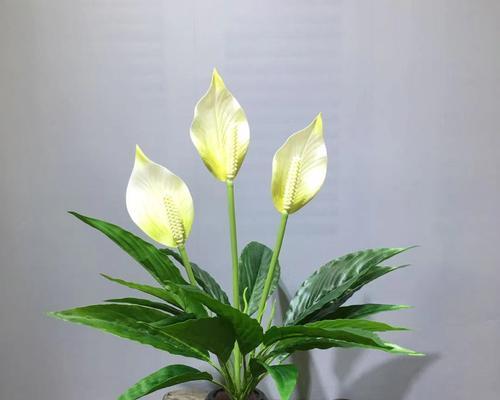 白掌的特征与形态（了解白掌——一种独特的植物）-第1张图片-绿意生活