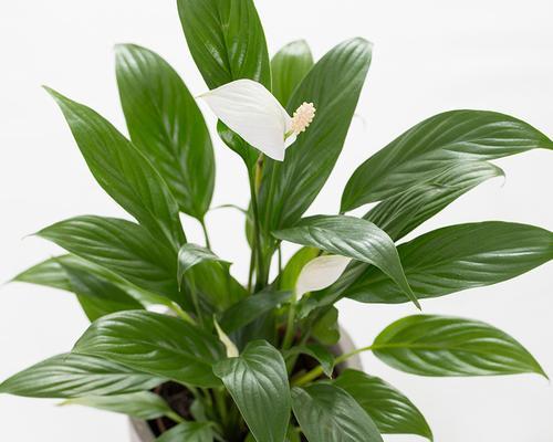 白掌的特征与形态（了解白掌——一种独特的植物）-第2张图片-绿意生活