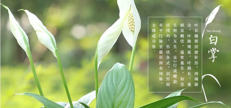 白掌的特征与形态（了解白掌——一种独特的植物）-第3张图片-绿意生活