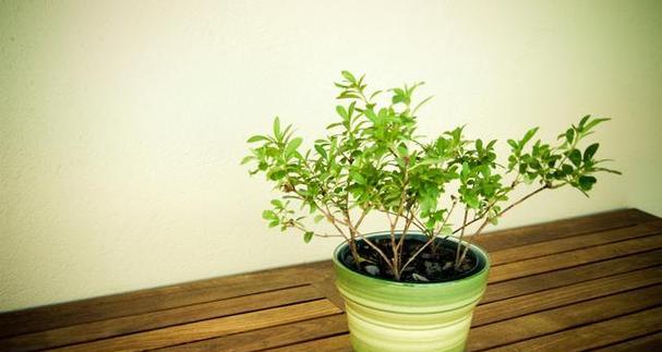 非洲茉莉浇水技巧（掌握关键性的灌溉方式，让非洲茉莉欣欣向荣）-第3张图片-绿意生活
