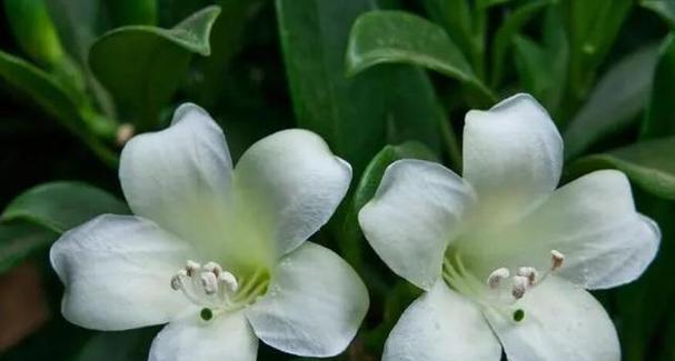 非洲茉莉浇水技巧（掌握关键性的灌溉方式，让非洲茉莉欣欣向荣）-第2张图片-绿意生活