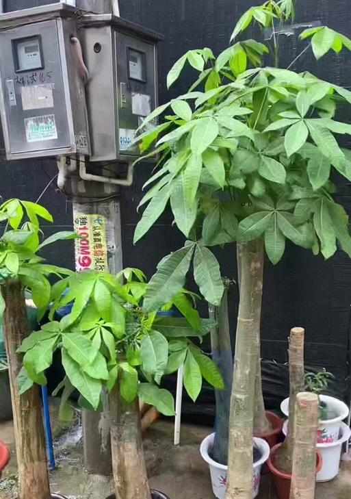 发财树的日晒情况详解（为什么发财树怕太阳？如何科学照顾它？）-第1张图片-绿意生活