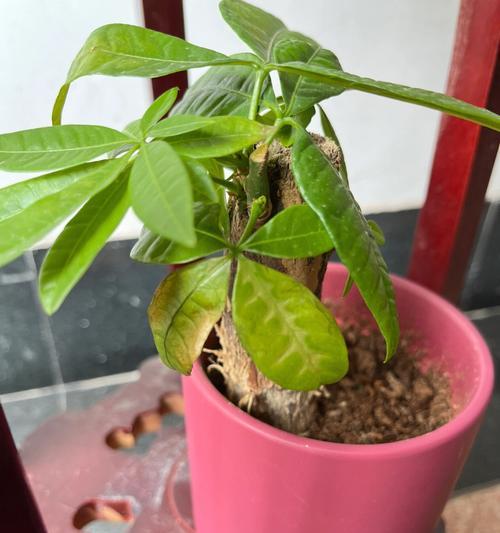 发财树的日晒情况详解（为什么发财树怕太阳？如何科学照顾它？）-第3张图片-绿意生活