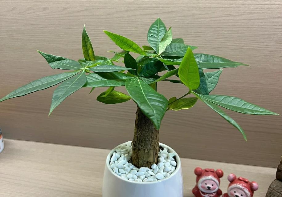 发财树的日晒情况详解（为什么发财树怕太阳？如何科学照顾它？）-第2张图片-绿意生活