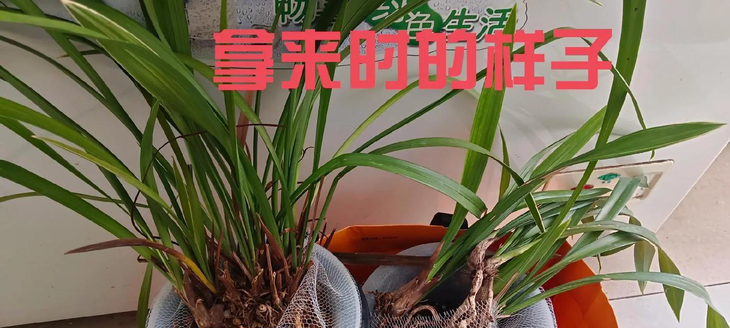巴西鸢尾修剪指南（时间、方法与注意事项）-第3张图片-绿意生活