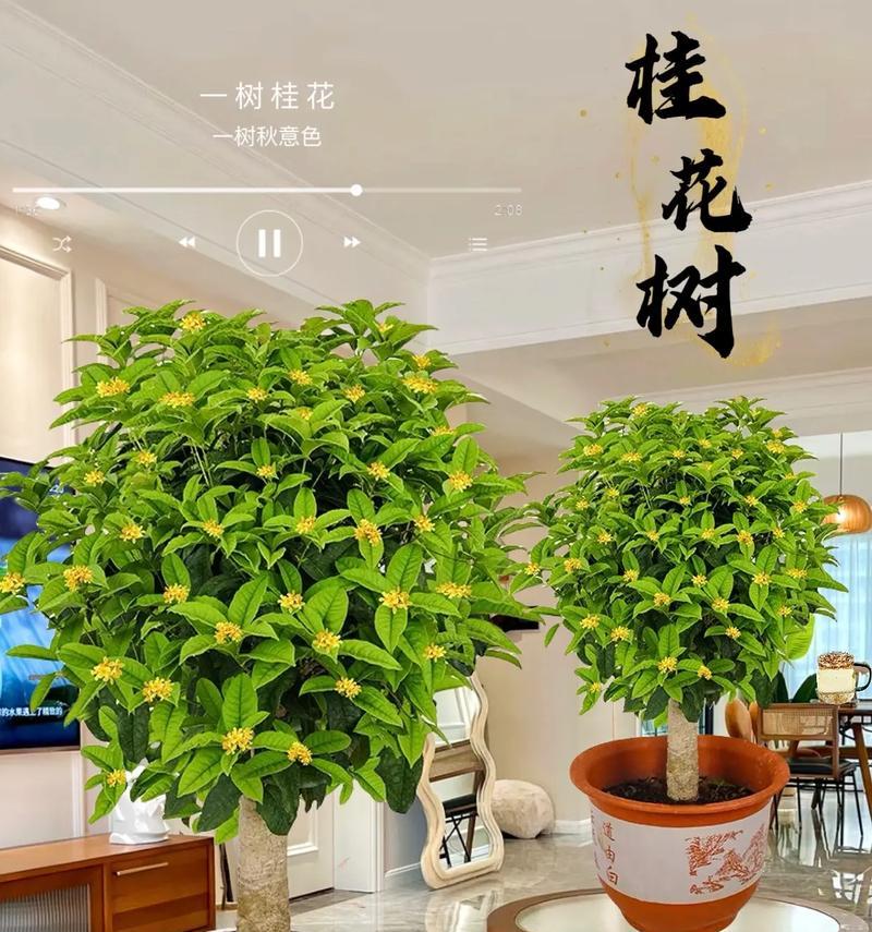 打造最适合桂花树生长的土壤（从土质、肥料到调节pH值，让桂花树茁壮成长）-第1张图片-绿意生活