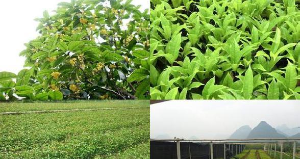 打造最适合桂花树生长的土壤（从土质、肥料到调节pH值，让桂花树茁壮成长）-第3张图片-绿意生活