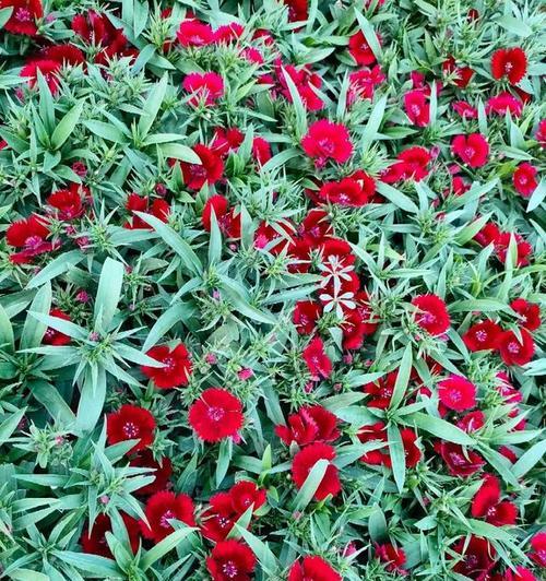 海石竹花期长短及注意事项（探寻海石竹花期之谜，打造花园美景）-第2张图片-绿意生活