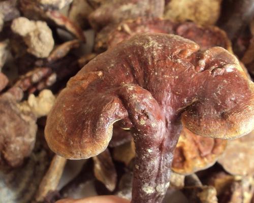 哪里产的灵芝最好？（全球灵芝产区排名及分析）-第2张图片-绿意生活
