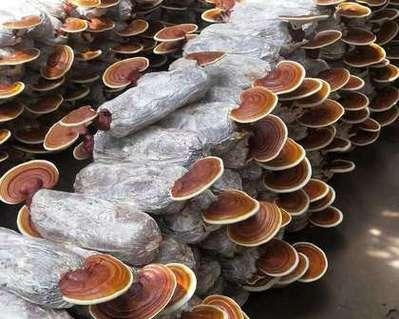 哪里产的灵芝最好？（全球灵芝产区排名及分析）-第3张图片-绿意生活
