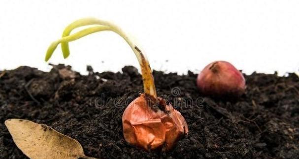 麦菜生长周期的探究（掌握麦菜生长周期，提高种植效率与产量）-第1张图片-绿意生活