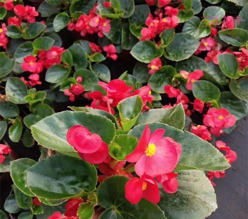 海棠花的四季美（四季开花的美丽花卉——海棠花/）-第2张图片-绿意生活