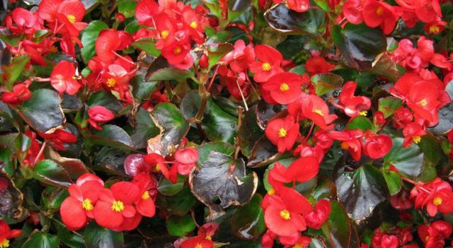 海棠花的四季美（四季开花的美丽花卉——海棠花/）-第3张图片-绿意生活