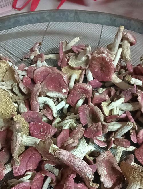 红菇采摘时间及最佳时间（红菇的生长周期与采摘技巧）-第2张图片-绿意生活