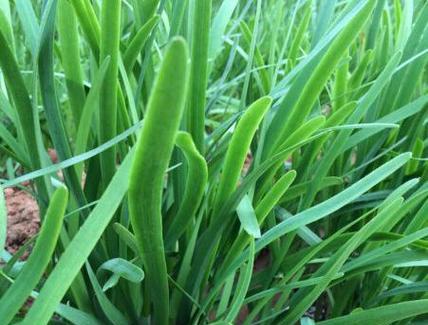 探秘韭菜喜欢阳光的原因（一起了解这个喜阳植物吧！）-第3张图片-绿意生活