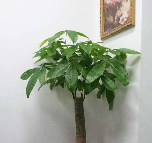 发财树剪枝时间及技巧详解（让你的发财树更健康、更美丽）-第3张图片-绿意生活