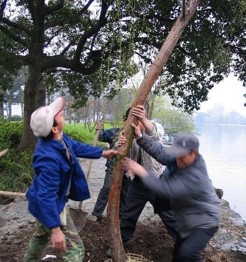 香樟树的生长周期及特点（探究香樟树的生命周期以及适宜生长条件）-第2张图片-绿意生活