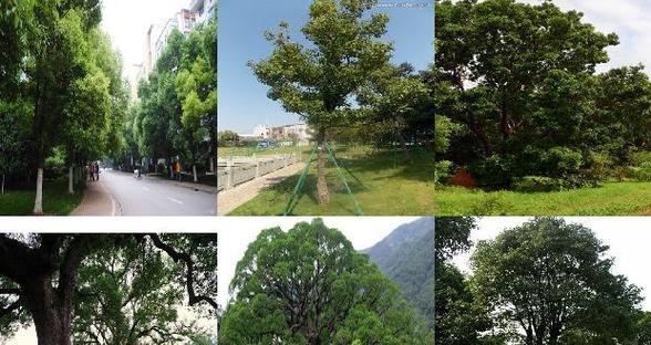 香樟树的生长周期及特点（探究香樟树的生命周期以及适宜生长条件）-第1张图片-绿意生活