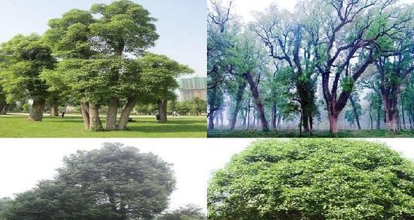 香樟树的生长周期及特点（探究香樟树的生命周期以及适宜生长条件）-第3张图片-绿意生活