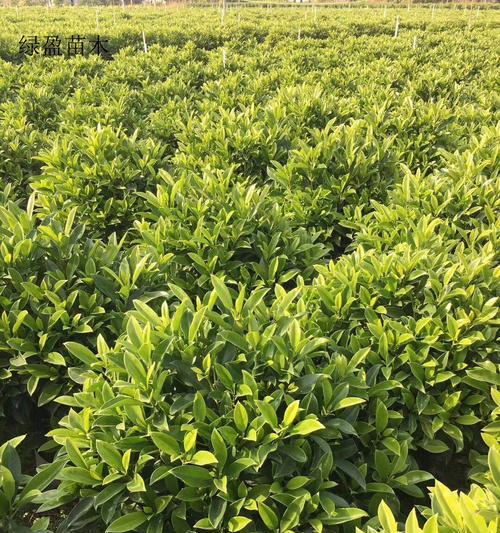 如何正确浇水非洲茉莉（春夏秋冬四季需注意的细节）-第1张图片-绿意生活