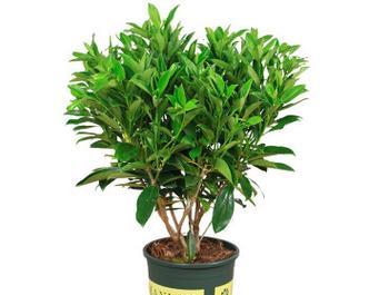 如何正确浇水非洲茉莉（春夏秋冬四季需注意的细节）-第3张图片-绿意生活