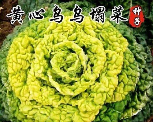 包心菜肥料选择与施肥技巧（全面了解包心菜营养需求，提高产量和品质）-第3张图片-绿意生活