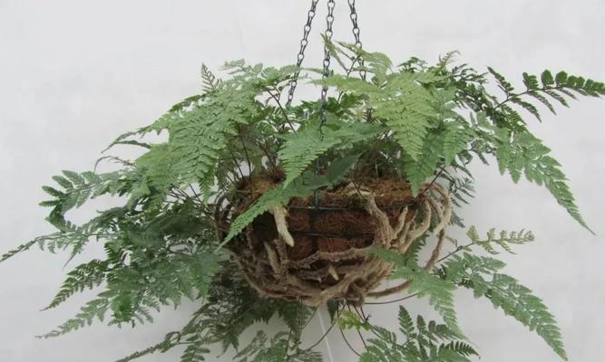 狼蕨是种子植物吗？（探究狼蕨的生物分类与特征）-第1张图片-绿意生活