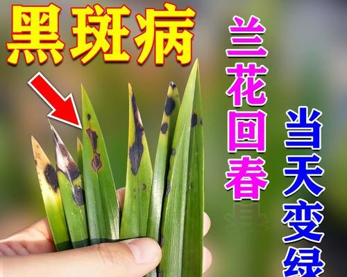 建兰的正确浇水方法（一次浇多少水最合适？）-第1张图片-绿意生活