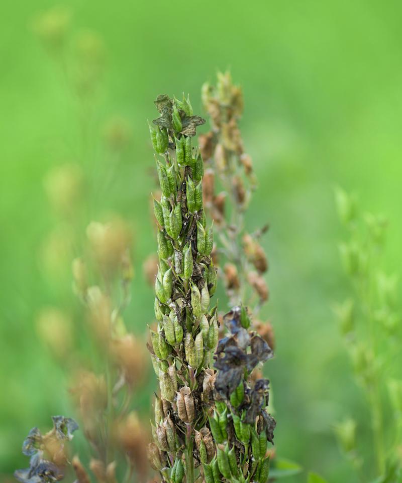甘草的性质解析（从中医角度看甘草是热还是凉？）-第3张图片-绿意生活