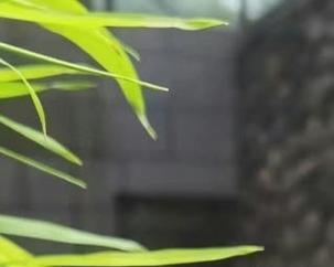 碧光环配土之完美种植指南（土壤种类与配比、培育技巧、施肥方式详解）-第1张图片-绿意生活
