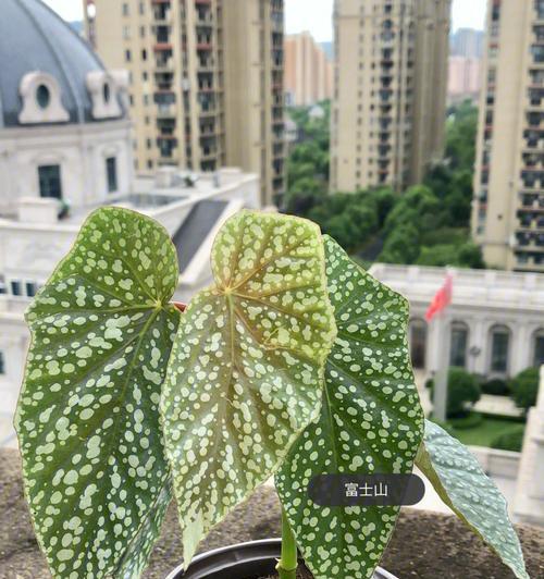 海芋与竹芋——哪个更适合室内养？（比较室内养海芋和竹芋的优缺点，选择更适合的植物）-第3张图片-绿意生活