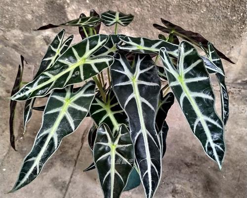 海芋与竹芋——哪个更适合室内养？（比较室内养海芋和竹芋的优缺点，选择更适合的植物）-第2张图片-绿意生活