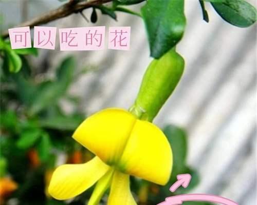 黄金雀花期一览（了解黄金雀的开花时间，让你更好地欣赏它的美）-第2张图片-绿意生活